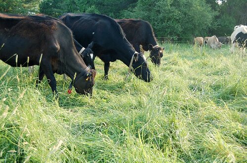 cows_eat_grass